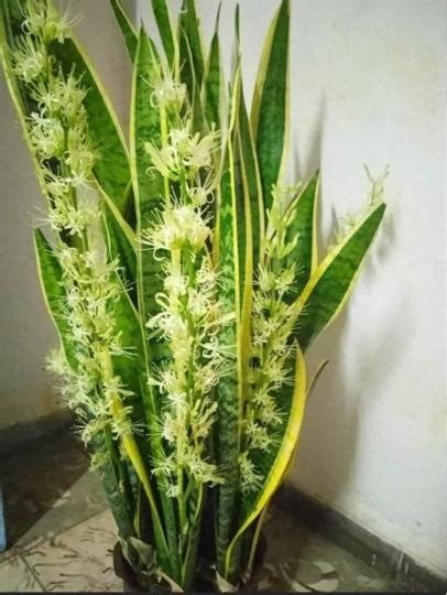 虎尾蘭開花|虎尾蘭開花：種植和護理指南，讓你的花園充滿生氣 – 植物盆栽綠。